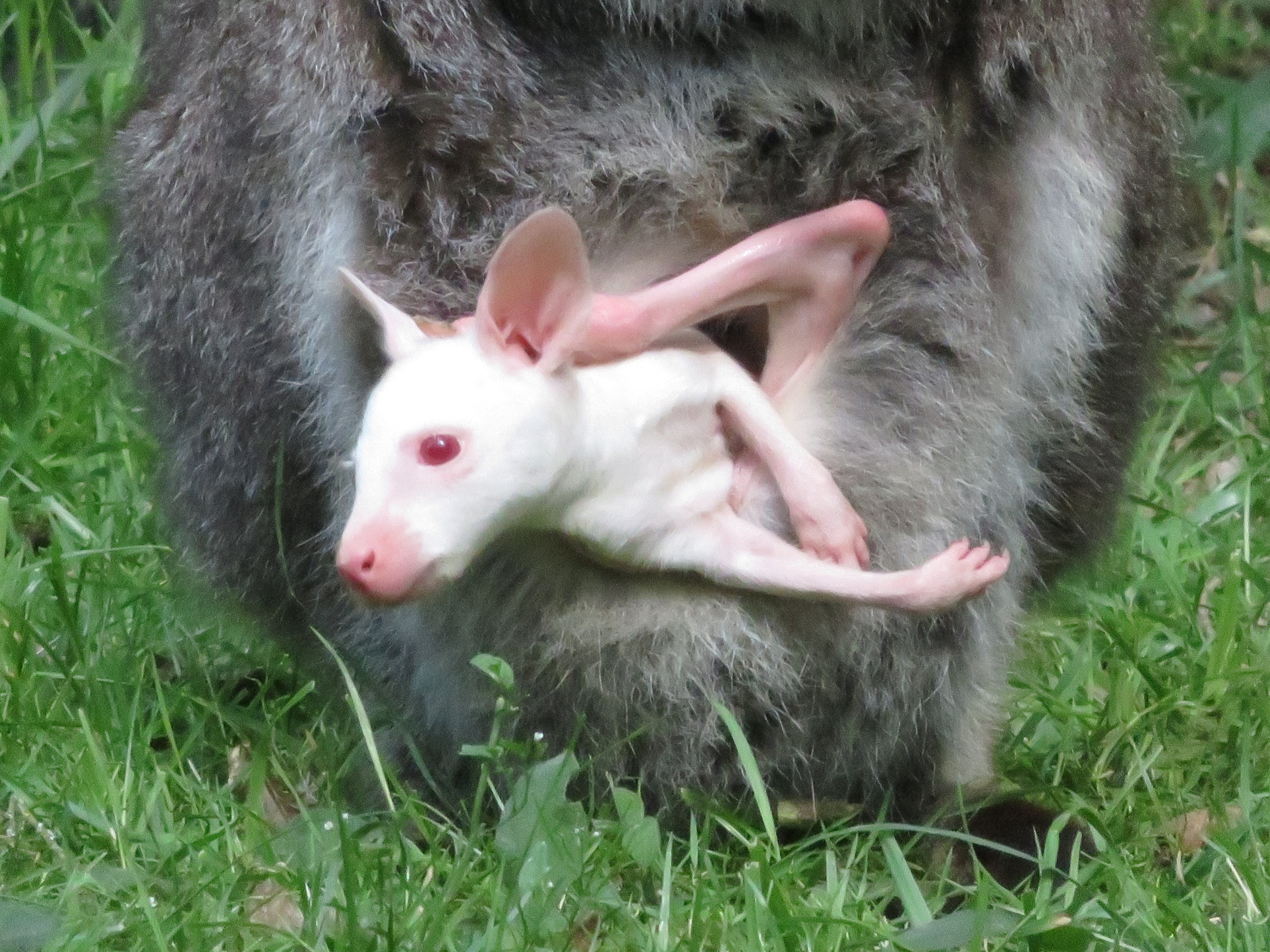 Bébé Wallaby Blanc dans poche grise
