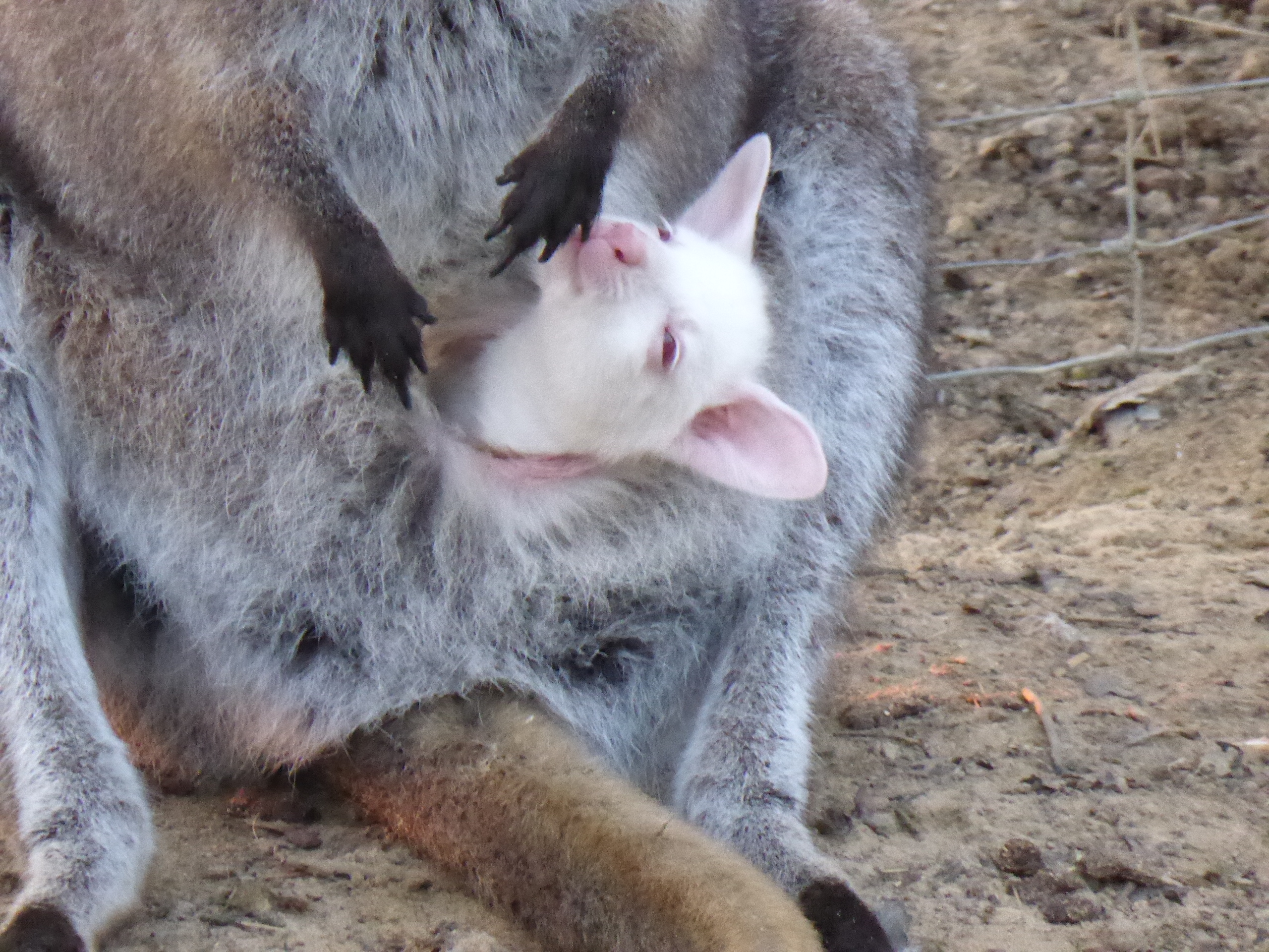 Bébé wallaby blanc dans poche grise